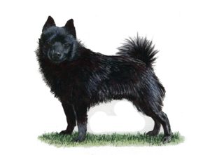 A black Schipperke stands alert on grass, with pointed ears and a fluffy tail against a plain white background.