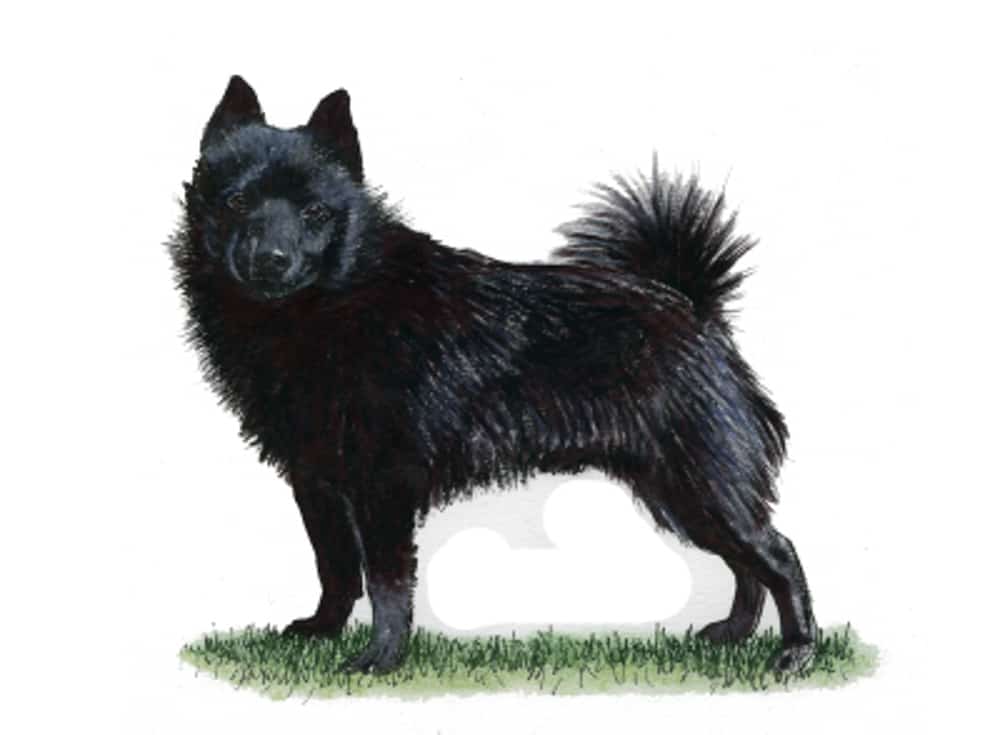 A black Schipperke stands alert on grass, with pointed ears and a fluffy tail against a plain white background.