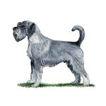 A gray schnauzer stands in profile on short grass, showing the breed's bearded muzzle, wiry coat, and curled tail against a white background.