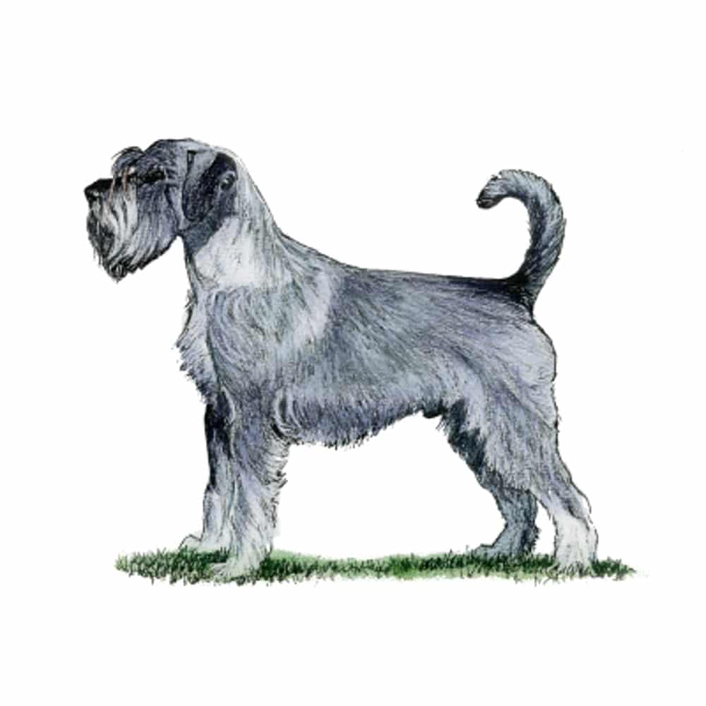 A gray schnauzer stands in profile on short grass, showing the breed's bearded muzzle, wiry coat, and curled tail against a white background.