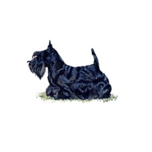 Scottish Terrier, or Scottie, with a dark wiry coat and upright ears, reflecting the breed traits and care tips discussed in the guide.