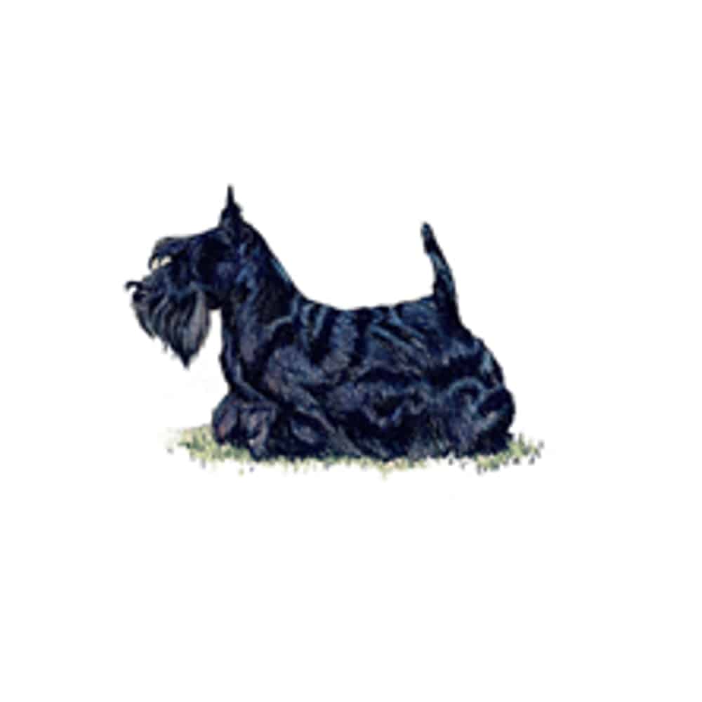 Scottish Terrier, or Scottie, with a dark wiry coat and upright ears, reflecting the breed traits and care tips discussed in the guide.