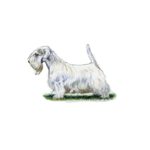 A Sealyham Terrier with a long white coat stands on grass, reflecting the Sealyham Terrier characteristics and care guide.