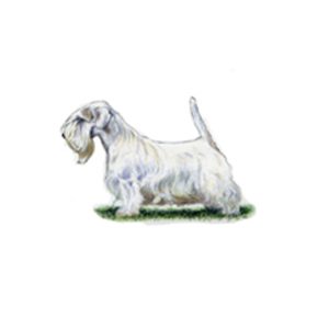 A Sealyham Terrier with a long white coat stands on grass, reflecting the Sealyham Terrier characteristics and care guide.