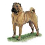 Tan and brown Shar-Pei dog standing on grass, with a wrinkled face and dark muzzle, looking forward in a studio-style portrait.
