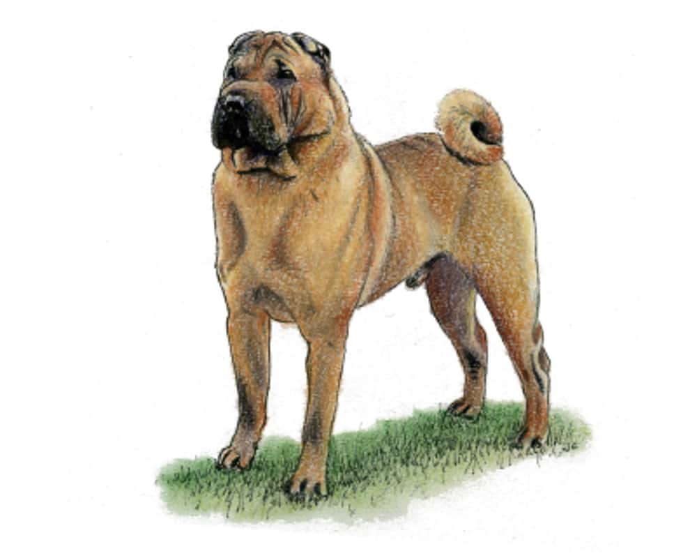 Tan and brown Shar-Pei dog standing on grass, with a wrinkled face and dark muzzle, looking forward in a studio-style portrait.