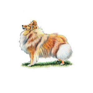 Shetland Sheepdog illustration with fluffy orange, white, and cream fur standing on a small patch of green grass