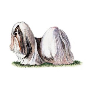 Shih Tzu illustration with a long, silky coat in white and brown hues, standing on a patch of green grass, detailed fur texture and soft shading.