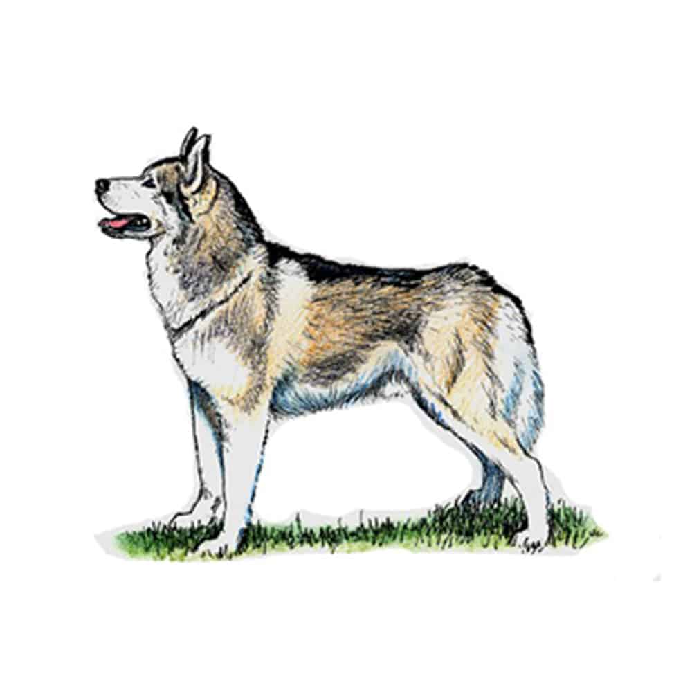 Siberian Husky with gray-white coat standing on grass, ears erect and tongue visible, detailed fur markings in black, gray, and white