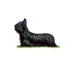 Skye Terrier standing on grass with a long, flowing black coat and distinctive head shape.
