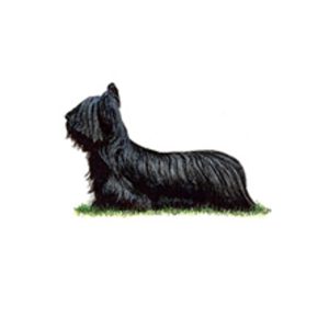 Skye Terrier standing on grass with a long, flowing black coat and distinctive head shape.