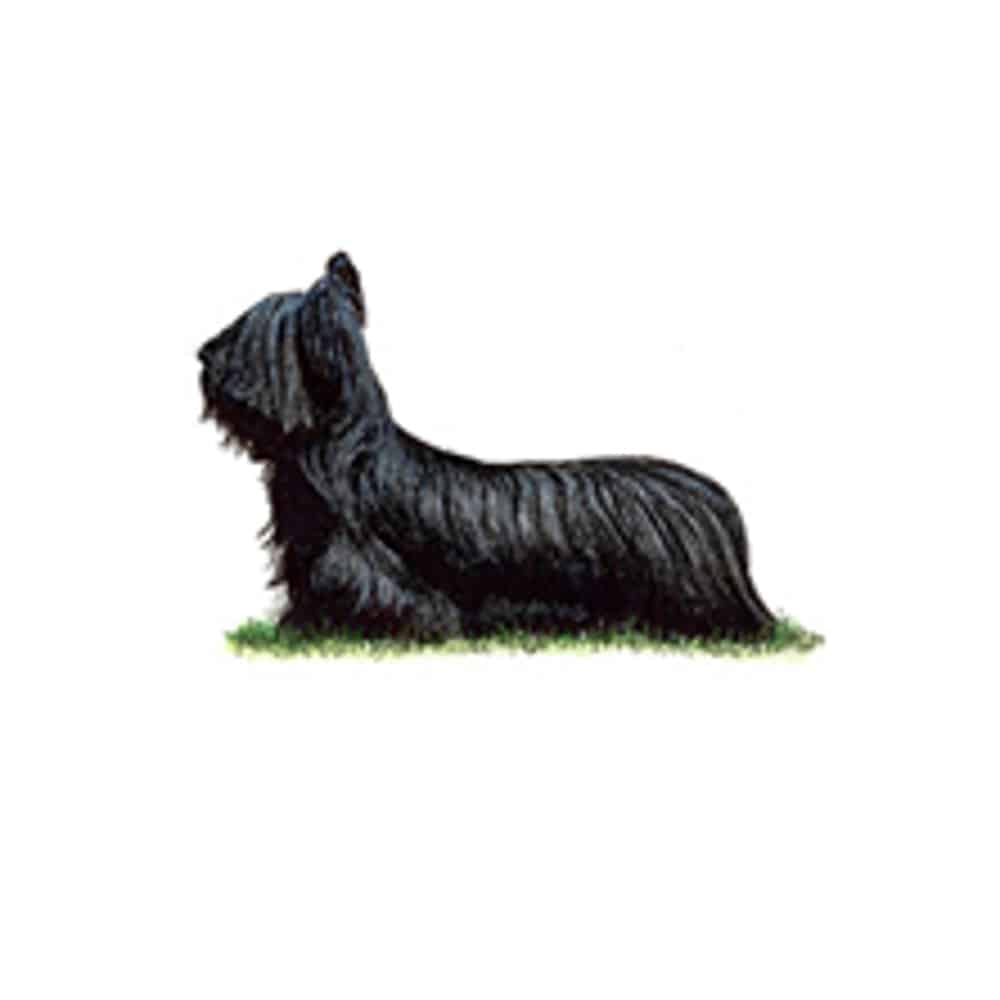 Skye Terrier standing on grass with a long, flowing black coat and distinctive head shape.