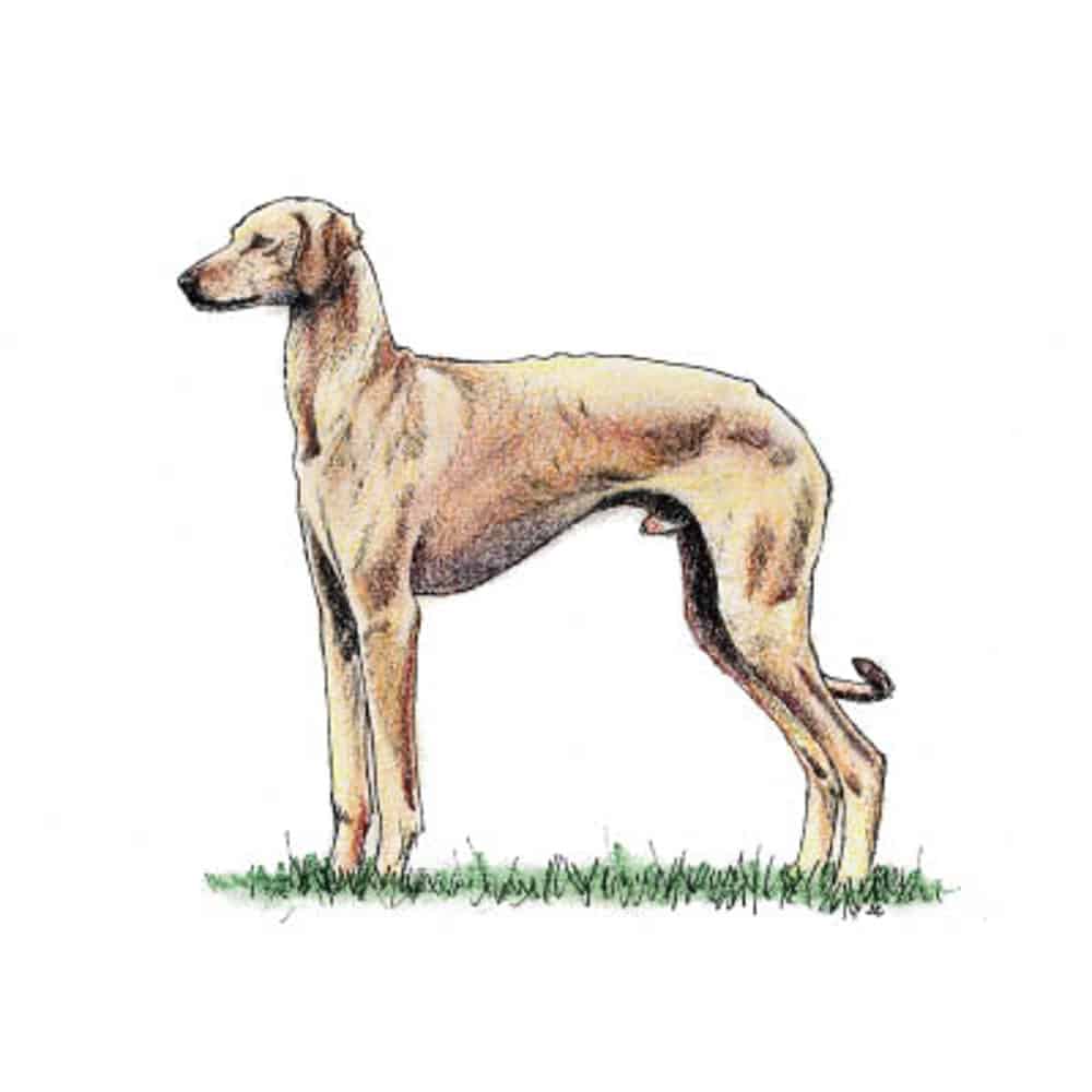 Illustration of a Sloughi dog standing upright with a slender build and short coat, showcasing its elegant form.