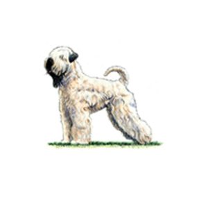 Soft Coated Wheaten Terrier standing on grass with a fluffy, cream-colored coat and a distinctive black face.