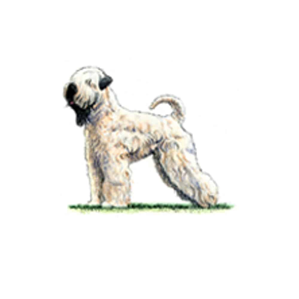 Soft Coated Wheaten Terrier standing on grass with a fluffy, cream-colored coat and a distinctive black face.