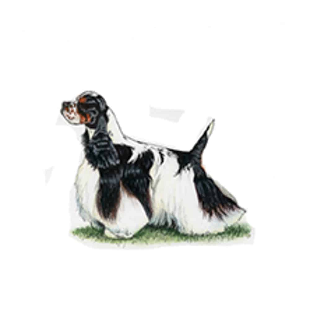 American Cocker Spaniel with a black and white coat standing on grass, showcasing its distinctive features and posture.