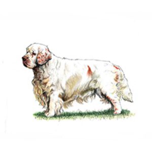 Clumber Spaniel standing on a grassy surface with a fluffy coat and distinctive features.