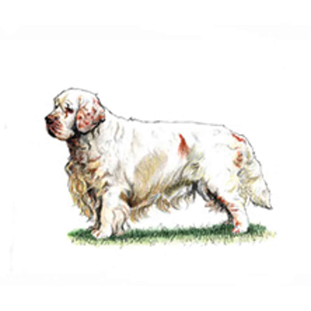 Clumber Spaniel standing on a grassy surface with a fluffy coat and distinctive features.