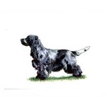 Cocker Spaniel dog illustration in a standing position with a black and white coat.