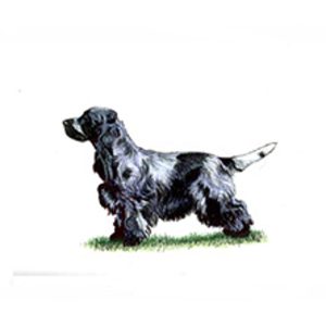 Cocker Spaniel dog illustration in a standing position with a black and white coat.