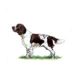 English Springer Spaniel standing on grass with a brown and white coat, showcasing its distinctive features.