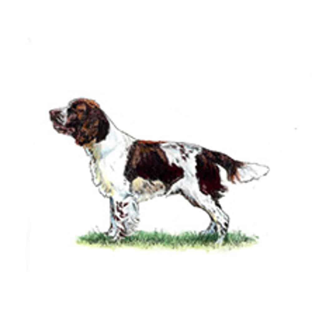English Springer Spaniel standing on grass with a brown and white coat, showcasing its distinctive features.