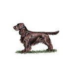 Illustration of a brown spaniel standing on grass with a focused expression.