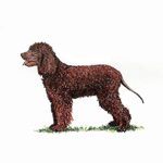Irish Water Spaniel standing on grass with a curly, reddish-brown coat and a playful expression.