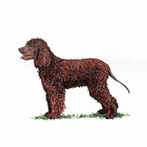 Irish Water Spaniel standing on grass with a curly, reddish-brown coat and a playful expression.