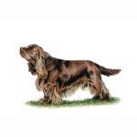 Sussex Spaniel standing on grass with a distinctive coat and expression, showcasing its characteristic features.