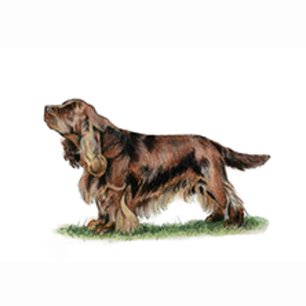 Sussex Spaniel standing on grass with a distinctive coat and expression, showcasing its characteristic features.