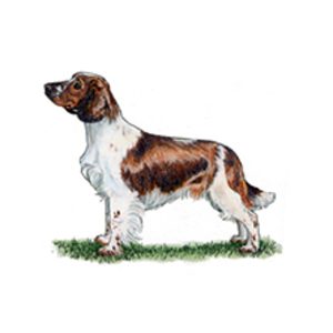 Welsh Springer Spaniel standing on grass with a distinctive brown and white coat.
