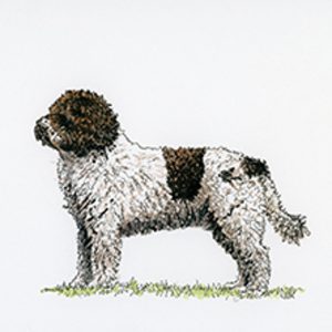 Spanish Water Dog standing in profile with a brown and white coat against a plain background.