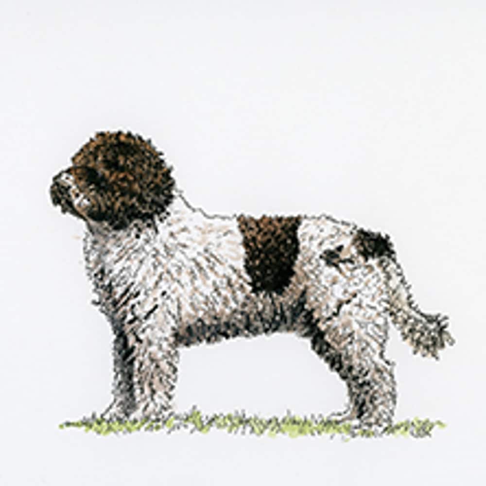 Spanish Water Dog standing in profile with a brown and white coat against a plain background.