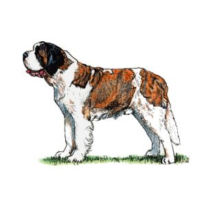 Illustration of a St. Bernard dog standing on grass, showcasing its distinctive coat and stature.