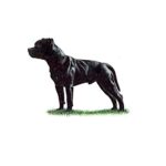 Black Staffordshire Bull Terrier standing on grass with a strong posture and alert expression.