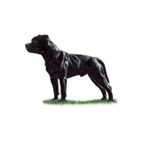 Black Staffordshire Bull Terrier standing on grass with a strong posture and alert expression.