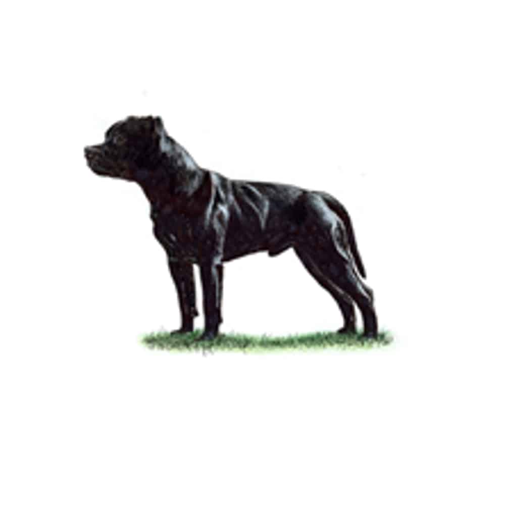 Black Staffordshire Bull Terrier standing on grass with a strong posture and alert expression.