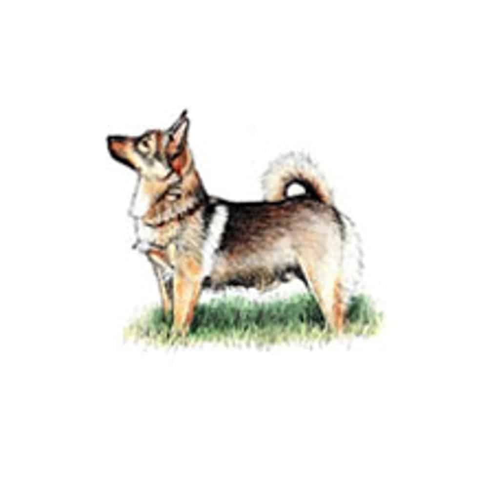 Swedish Vallhund standing on grass with its head raised, showcasing its distinctive coat and posture.