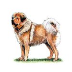 Illustration of a Tibetan Mastiff standing on grass, showcasing its thick fur and distinctive mane.
