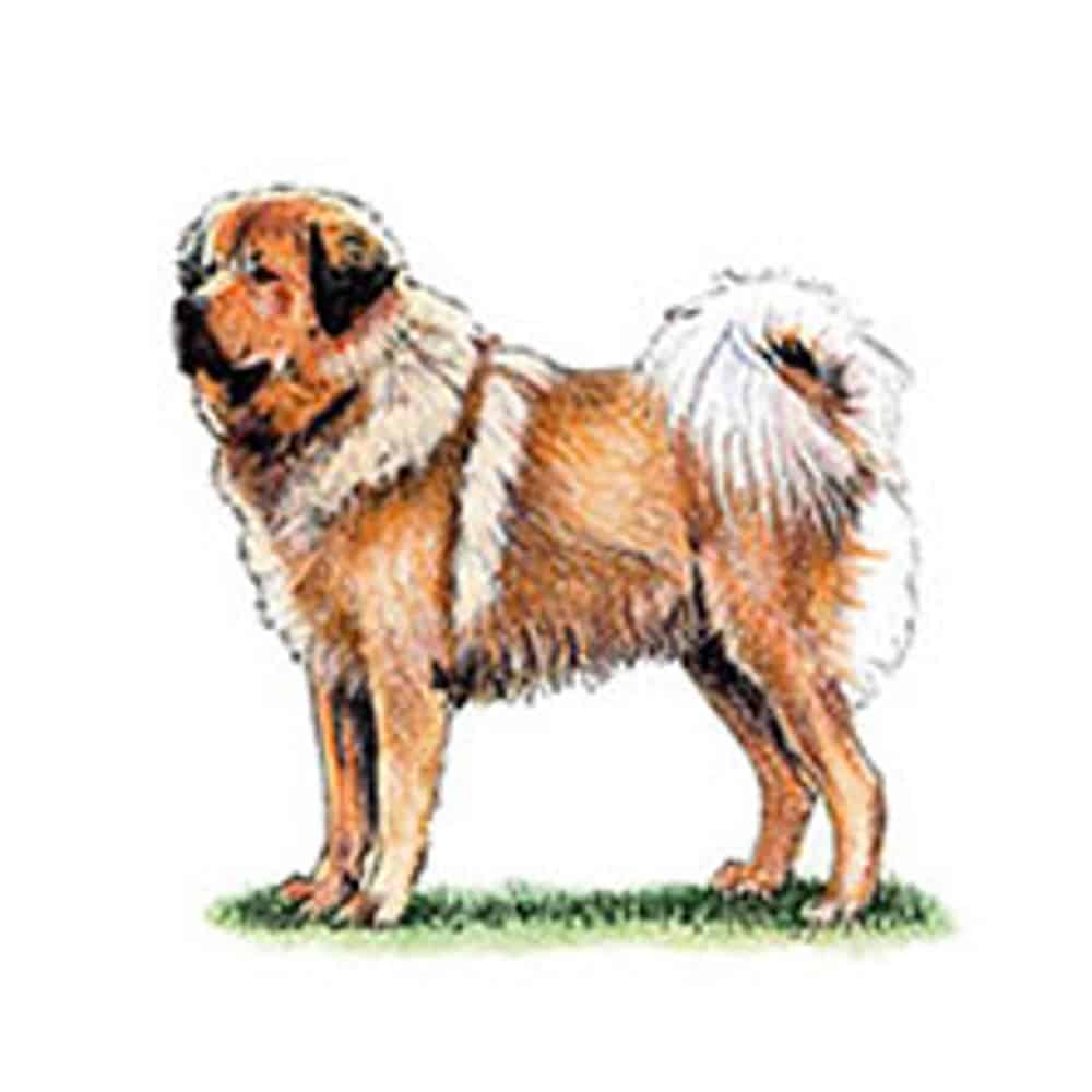 Illustration of a Tibetan Mastiff standing on grass, showcasing its thick fur and distinctive mane.
