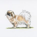 Illustration of a Tibetan Spaniel standing on grass with a fluffy tail and distinctive coat colors.