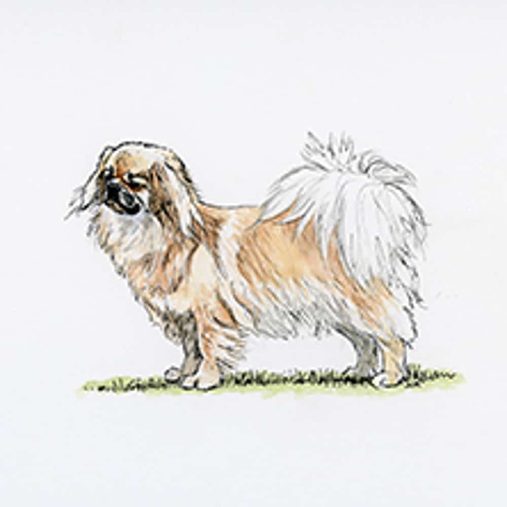 Illustration of a Tibetan Spaniel standing on grass with a fluffy tail and distinctive coat colors.