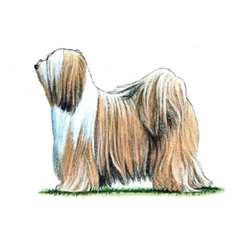 Illustration of a Tibetan Terrier with long, flowing coat and distinctive markings, standing in profile view.