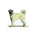 Turkish Kangal dog standing on grass with a curled tail and a short coat.
