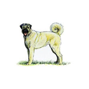 Turkish Kangal dog standing on grass with a curled tail and a short coat.