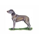 Weimaraner dog standing in profile, showcasing its sleek coat and athletic build against a plain background.