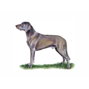 Weimaraner dog standing in profile, showcasing its sleek coat and athletic build against a plain background.