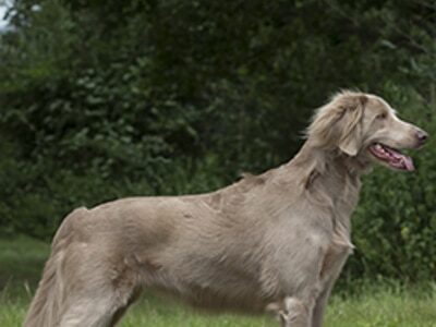 Weimaraner dog standing in profile with a light tan coat and a relaxed expression in a natural setting.