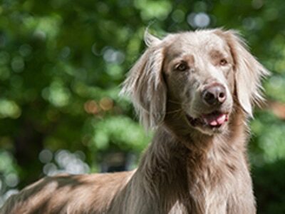 Weimaraner dog with a light brown coat standing outdoors in a blurred green background.